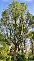Heritage trees at St John's Island