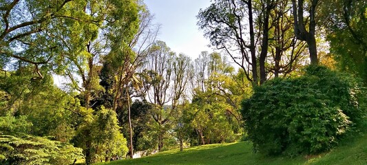 Heritage trees at St John's Island