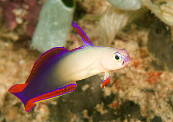 Nemateleotris decora, the elegant firefish or purple firefish goby,  a species of dart fish  ...