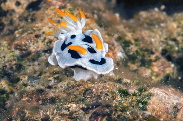 Macro of a Chromodoris dianae nudibranch ( sea slugs , dorid nudibranch, marine gastropod mollusk in the family of Chromodorididae ) crawls across the coral reef of Bali, Indonesia.