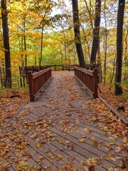 Leaf-Covered Autumn Forest Walkway