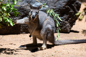 Animals and Wildlife in Perth Australia