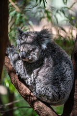 Animals and Wildlife in Perth Australia