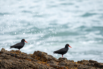 African oystercatcher or African black oystercatcher (Haematopus moquini) on a rock with the Indian Ocean in the Background, Hermanus, Whale Coast, Overberg, Western Cape, South Africa. - obrazy, fototapety, plakaty