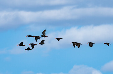 African oystercatcher or African black oystercatcher (Haematopus moquini) in fight against a blue sky with clouds. Hermanus, Whale Coast, Overberg, Western Cape, South Africa.