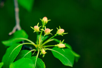 Apple tree blossoming in the spring.