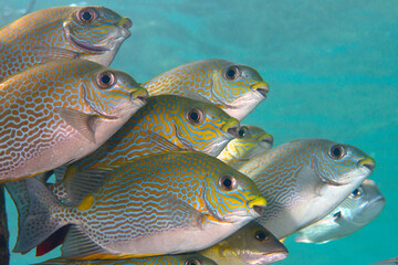 School of  golden-lined spinefoot , Siganus lineatus, goldlined rabbitfish or lined rabbitfish under the water surface of Bali © Hans Gert Broeder