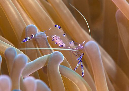 Sarasvati Anemone Shrimp resting on corals . The image shows excellent detail: the internal organs, the hairs in the legs, the texture of the antennae. Taken in  reef of Bunaken island, Indonesia