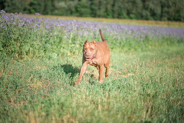 Thoroughbred cheerful American Pit Bull Terrier runs across the summer field.