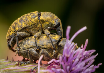 Macrophotography of two Thistle Weevils (Larinus sturnus) during mating season. EXtremely close-up and details.