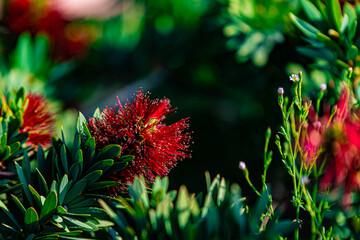 red flower and green leaves