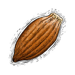 Cocoa fruit drawing illustration