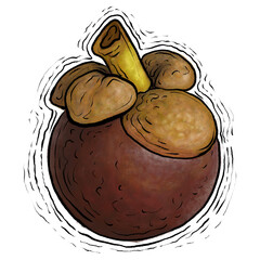 Mangosteen fruit drawing illustration