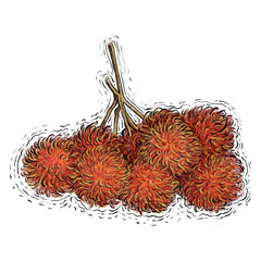 Rambutan fruit drawing illustration