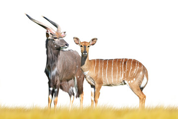 Nyala antelope isolated on transparent background. - obrazy, fototapety, plakaty