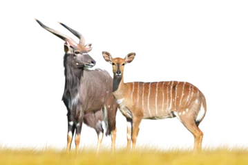 Fototapete Antilope Nyala antelope isolated on transparent background.