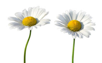 Daisy flowers isolated on transparent background, PNG.