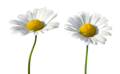 Foto op Canvas Daisy flowers isolated on transparent background, PNG. © vencav