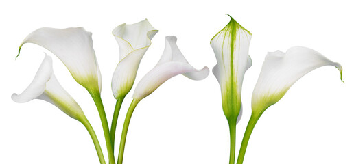 White calla lilies isolated on transparent background, PNG.	 - 559058593