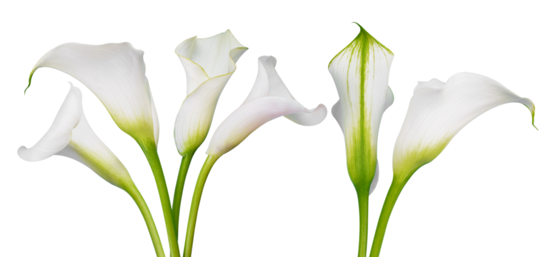 White calla lilies isolated on transparent background, PNG.	