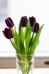 nice tulips in the vase