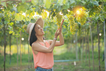 Young woman with with a hat and orange dress walking in autumn sunset playing with grape vines . vineyard field.woman harvesting grapes outdoors in vineyard. Grape production and wine making concept.