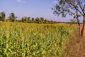 Fototapeta na wymiar Jowar grain sorghum growing at farm field