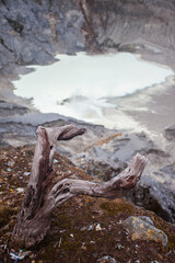 Remains of Cantigi plant stems on the lip of the caldera of Mount Tangkuban Parahu. Mount Tangkuban Parahu is an active volcano that can be visited and is a tourist destination in Bandung, Indonesia.