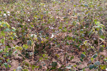 Cotton plant closeup in Karnataka India