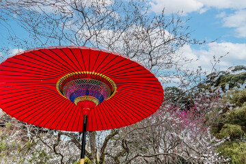 茶会　日本庭園　umbrella in a Japanese garden