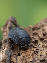 P6060287 common pill-bug, Armadillidium vulgare, on bark, vertical cECP 2022