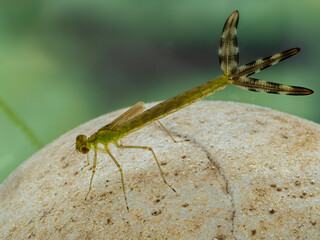 P6230334 aquatic damselfly nymph (Zygoptera species) on underwater rock. Delta, British Columbia,...