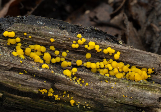 PC310692 rotten wood with yellow fairy cups fungus, Biosorella citrina, cECP 2022