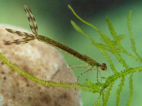 P6230370 damselfly nymph (Zygoptera species) on aquatic plant, cECP 2022