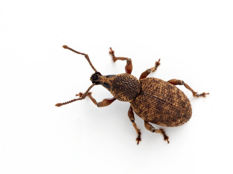 P7220351 Raspberry weevil, Otiorhynchus singularis, dorsal view, isolated on white, cECP 2022