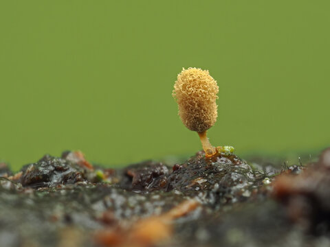 Fruiting body of a golden apple slime mold, Arcyria pomiformis, on rotten wood cECP 2022