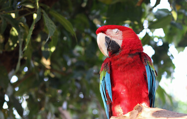 Close up shot of Closed eye Macaw parrot. Macaw parrot with green background