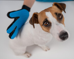 Veterinarian combing a Jack Russell Terrier dog with a special glove. 