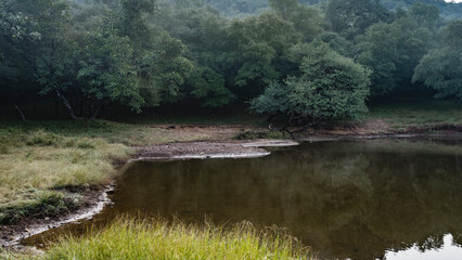 The watering place of animals in the jungle. The pond is surrounded by green grass, lush trees. Reflection on calm water. India. Ranthambore National Park