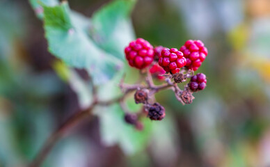 Red fruit of Rubus plant on sprig with leaves and blurred background.