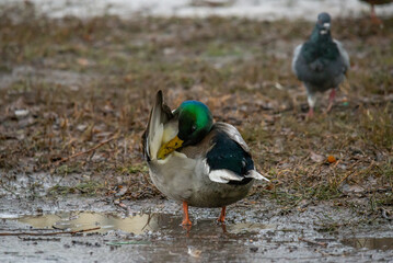 beautiful brown duck on asphalt, paving slabs, bird in urban environment