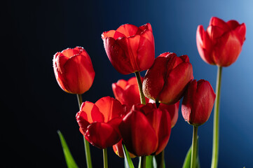 red tulips on a blue background, close-up, frontal view