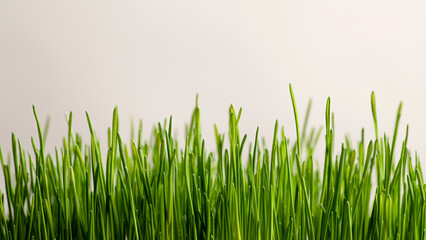 Sprouts of young green grass on a light background, banner, place for text