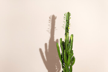 Euphorbia accrurensis, decorative home vase, home decoration, on light background, place for text