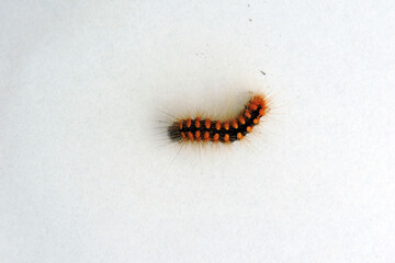 A crawling black hairy caterpillar with orange dots isolated on a white background