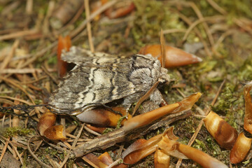 Closeup on white striped Drymonia ruficornis, the lunar marbled brown moth, sitting on the ground