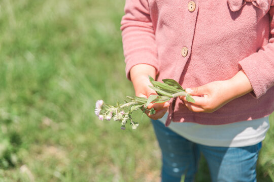公園・草原で野花を摘んでおままごとをして遊ぶ女の子（子ども・幼児）
