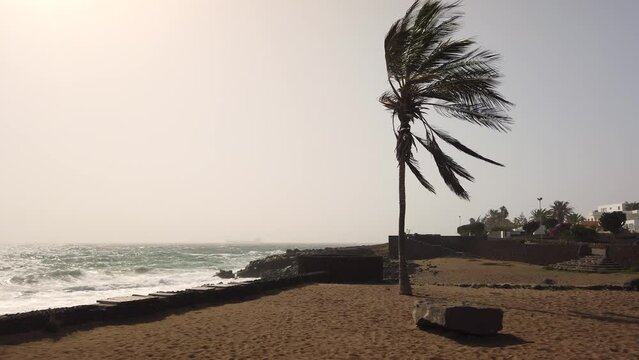 Windy calima dust storm on Lanzarote island, view of Costa Teguise coastline with limited visibility, palms moving, waves splashing on volcanic lava rocks. Costa Teguise, Canary Islands, Spain. 