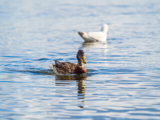 Mallard female Duck swims in the pond.
