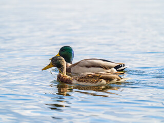 A couple of mallard ducks swims in the river